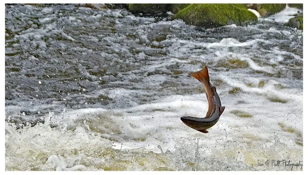 Salmon leaping